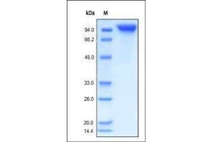 SDS-PAGE (SDS) image for Colony Stimulating Factor 3 Receptor (Granulocyte) (CSF3R) (AA 25-621) (Active) protein (Fc Tag) (ABIN2181147)