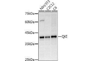 Western blot analysis of extracts of various cell lines, using QKI Rabbit pAb antibody (ABIN6128587, ABIN6146533, ABIN6146534 and ABIN6222826) at 1:500 dilution. (QKI 抗体  (AA 1-341))