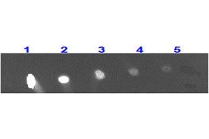 Dot Blot for Rabbit Anti-MONKEY IgG 488 Conjugation Dot Blot for Rabbit Anti-MONKEY IgG 488 Conjugation. (兔 anti-猴 IgG Antibody (DyLight 488) - Preadsorbed)