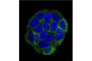 Confocal Immunofluorescent analysis of SELV Antibody (C-term) Cat. (Selenoprotein V 抗体  (C-Term))