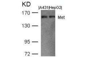 Western blot analysis of extracts from A431 and HepG2 cells using Met(Ab-1003) Antibody. (c-MET 抗体  (AA 1001-1005))