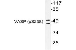 Western blot (WB) analyzes of p-VASP antibody in extracts from NIH/3T3 cells. (VASP 抗体  (pSer238))