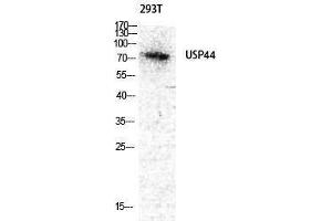 Western Blotting (WB) image for anti-Ubiquitin Specific Peptidase 44 (USP44) (Internal Region) antibody (ABIN3187437)