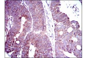 Image no. 2 for anti-delta-Like 4 (DLL4) antibody (ABIN1491404) (DLL4 抗体)