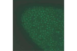 High magnification view of A. (Gephyrin 抗体  (AA 569-726))