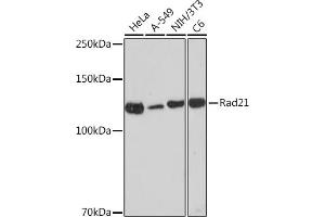 Western blot analysis of extracts of various cell lines, using Rad21 Rabbit mAb (ABIN7269821) at 1:1000 dilution. (RAD21 抗体)