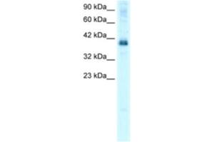 Western Blotting (WB) image for anti-TSC22 Domain Family, Member 4 (TSC22D4) antibody (ABIN2460172) (TSC22D4 抗体)