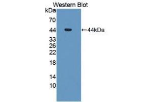 Western blot analysis of recombinant Human MDM2. (MDM2 抗体  (AA 1-321))