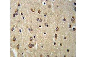 DLK2 antibody IHC analysis in formalin fixed and paraffin embedded brain tissue. (DLK2 抗体  (AA 353-380))