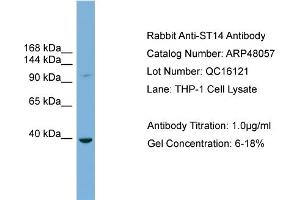 WB Suggested Anti-ST14  Antibody Titration: 0. (ST14 抗体  (Middle Region))