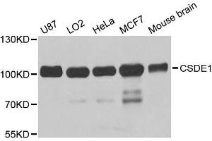 Western blot analysis of extracts of various cell lines, using CSDE1 antibody (ABIN5973538) at 1/1000 dilution. (CDSE1 抗体)