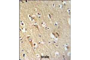 ALG10 Antibody IHC analysis in formalin fixed and paraffin embedded brain tissue followed by peroxidase conjugation of the secondary antibody and DAB staining. (ALG10 抗体  (N-Term))