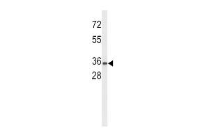 Western blot analysis of UPK1A Antibody (C-term) (ABIN653173 and ABIN2842735) in K562 cell line lysates (35 μg/lane). (UPK1A 抗体  (C-Term))