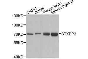 Western blot analysis of extracts of various cell lines, using STXBP2 antibody. (STXBP2 抗体)