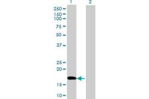 Western Blot analysis of POLE3 expression in transfected 293T cell line by POLE3 MaxPab polyclonal antibody. (POLE3 抗体  (AA 1-147))