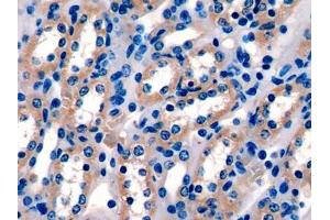 IHC-P analysis of Mouse Kidney Tissue, with DAB staining. (PIGR 抗体  (AA 463-563))