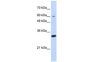 LRRC57 antibody used at 1 ug/ml to detect target protein. (LRRC57 抗体  (N-Term))