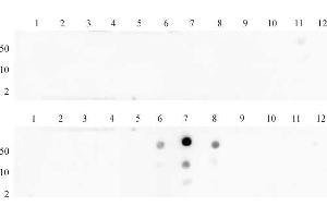 Histone H3 dimethyl Lys27 antibody (pAb) tested by dot blot analysis. (Histone 3 抗体  (2meLys27))