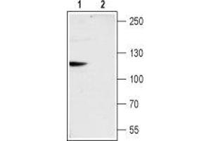 Western blot analysis of rat brain membranes: - 1. (TRPC6 抗体  (Intracellular))