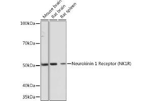 Western blot analysis of extracts of various cell lines, using Neurokinin 1 Receptor (NK1R) (NK1R) Rabbit mAb (ABIN7270711) at 1:1000 dilution. (TACR1 抗体)