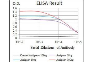 Red: Control Antigen (100ng) ; Purple: Antigen (10ng) ; Green: Antigen (50ng) ; Blue: Antigen (100ng). (RPA1 抗体)