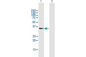 Western Blot analysis of DDAH1 expression in transfected 293T cell line by DDAH1 MaxPab polyclonal antibody. (DDAH1 抗体  (AA 1-285))