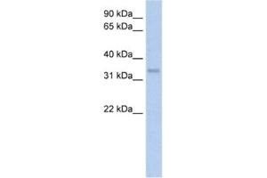 Western Blotting (WB) image for anti-Carbonic Anhydrase IV (CA4) antibody (ABIN2462402) (CA4 抗体)