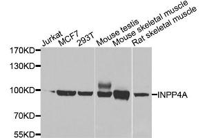 Western blot analysis of extracts of various cell lines, using INPP4A antibody. (INPP4A 抗体)