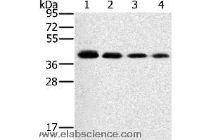 Western blot analysis of 293T, A549, hela and PC3 cell, using PTGER1 Polyclonal Antibody at dilution of 1:200 (PTGER1 抗体)