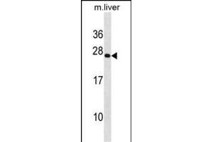 PRRX2 Antibody (C-term) (ABIN1881691 and ABIN2838766) western blot analysis in mouse liver tissue lysates (35 μg/lane). (PRRX2 抗体  (C-Term))