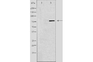 Western blot analysis of extracts from Jurkat cells using ARNT2 antibody. (ARNT2 抗体  (N-Term))