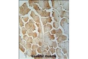 SRBD1 Antibody (C-term) (ABIN655006 and ABIN2844641) immunohistochemistry analysis in formalin fixed and paraffin embedded human skeletal muscle followed by peroxidase conjugation of the secondary antibody and DAB staining. (SRBD1 抗体  (C-Term))