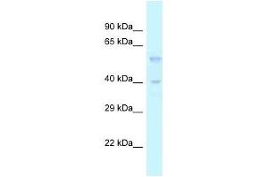 Western Blot showing Tgfb3 antibody used at a concentration of 1. (TGFB3 抗体  (Middle Region))