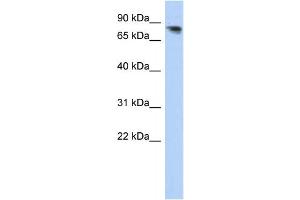 Western Blotting (WB) image for anti-Protocadherin alpha 12 (PCDHA12) antibody (ABIN2459278) (PCDHA12 抗体)