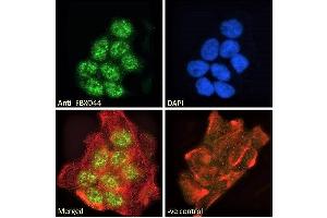 ABIN185065 Immunofluorescence analysis of paraformaldehyde fixed A431 cells, permeabilized with 0. (FBXO44 抗体  (C-Term))