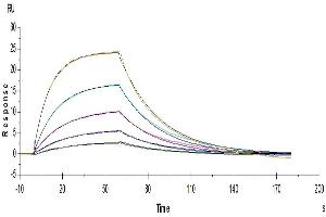 Surface Plasmon Resonance (SPR) image for Interleukin 13 Receptor, alpha 1 (IL13RA1) (AA 27-343) protein (His tag) (ABIN7275017)