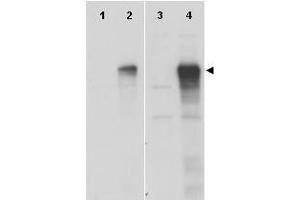 Anti-Gli-1 Antibody - Western Blot. (GLI1 抗体  (AA 805-820))