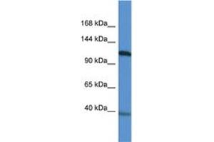 Image no. 1 for anti-Myocardin (MYOCD) (AA 237-286) antibody (ABIN6746324) (Myocardin 抗体  (AA 237-286))
