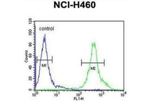Flow cytometric analysis of NCI-H460 cells using DENND1B Antibody (N-term) Cat.