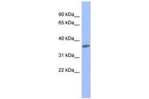 Image no. 1 for anti-Protein Kinase C, gamma (PRKCG) (AA 539-588) antibody (ABIN6741659) (PKC gamma 抗体  (AA 539-588))