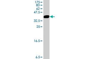 Western Blotting (WB) image for anti-Adaptor-Related Protein Complex 1, mu 1 Subunit (AP1M1) (AA 1-74) antibody (ABIN522393)