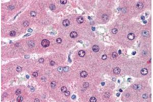 Human Liver (formalin-fixed, paraffin-embedded) stained with LIME1 antibody ABIN239826 at 10 ug/ml followed by biotinylated anti-mouse IgG secondary antibody ABIN481714, alkaline phosphatase-streptavidin and chromogen. (LIME 抗体  (AA 281-296))