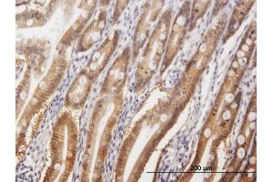 Immunoperoxidase of purified MaxPab antibody to GPA33 on formalin-fixed paraffin-embedded human small Intestine. (GPA33 抗体  (AA 1-319))