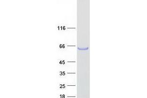 Validation with Western Blot