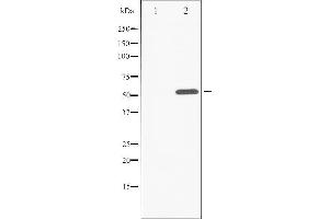 Western blot analysis of ATF2 phosphorylation expression in 293 whole cell lysates,The lane on the left is treated with the antigen-specific peptide.