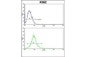 ND2 Antibody (N-term) (ABIN6244218 and ABIN6579056) flow cytometric analysis of k562 cells (bottom histogram) compared to a negative control cell (top histogram). (MT-ND2 抗体  (N-Term))