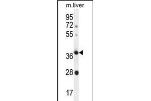 OR4A15 Antibody (C-term) (ABIN655924 and ABIN2845319) western blot analysis in mouse liver tissue lysates (35 μg/lane). (OR4A15 抗体  (C-Term))