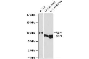 Western blot analysis of extracts of various cell lines using USP4 Polyclonal Antibody at dilution of 1:3000. (USP4 抗体)