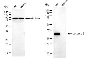 Western blotting analysis using caspase 3 antibody (ABIN7797894). (Recombinant Caspase 3 抗体)