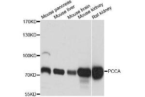 Western blot analysis of extracts of various cell lines, using PCCA antibody (ABIN5996235) at 1:3000 dilution. (PCCA 抗体)